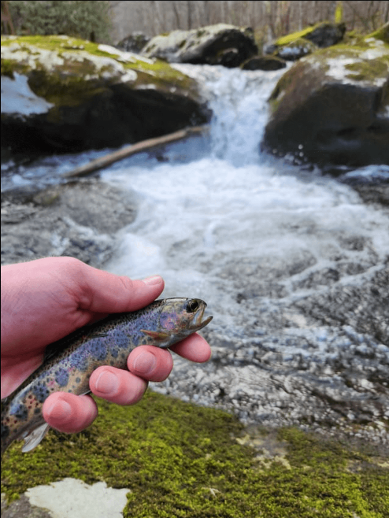 Tennessee Fly Fishing: Top 7 Places for the Best Trout Fishing