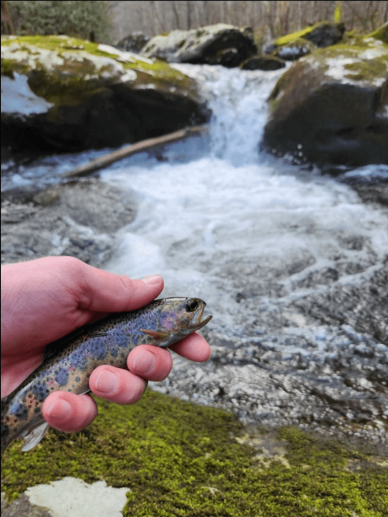 Tennessee's Watauga River Boasting Loads of Rainbows & Browns