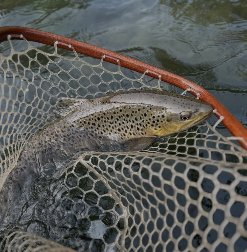 south holston river hatch chart