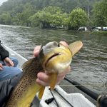 Angler holding a brown trout in a drift boat on the Watauga River with forested mountains in the background