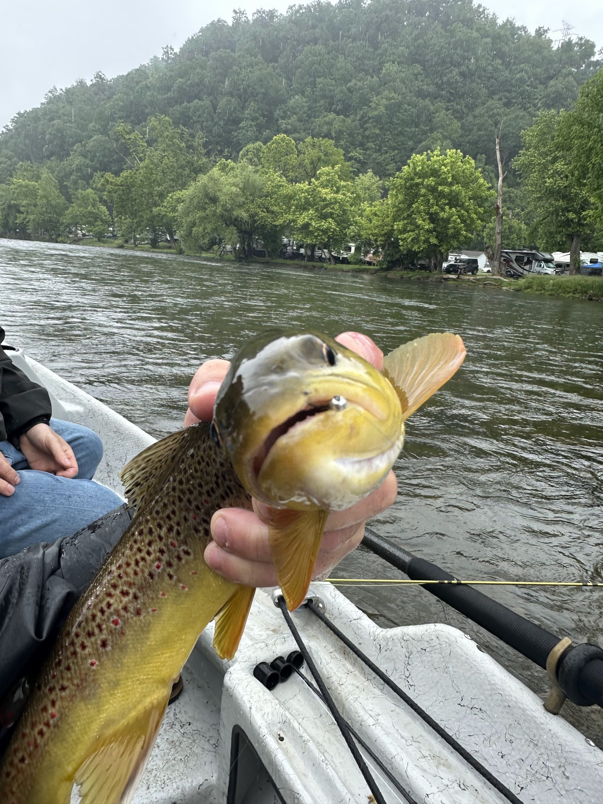 Angler holding a brown trout in a drift boat on the Watauga River with forested mountains in the background