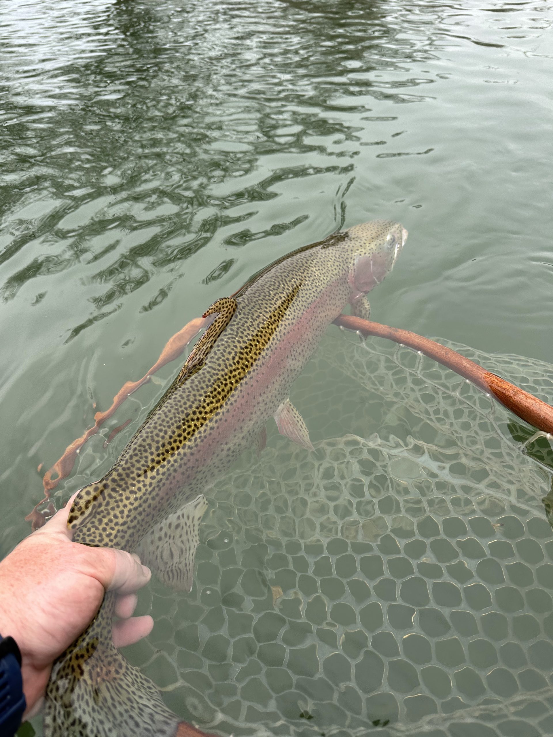 Rainbow trout being guided into a landing net in the water on the Watauga River